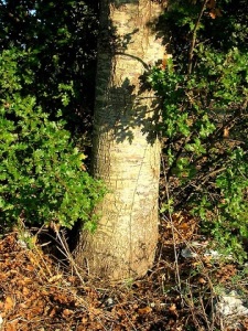 Quercus caroppoi, 18 sett. 2012